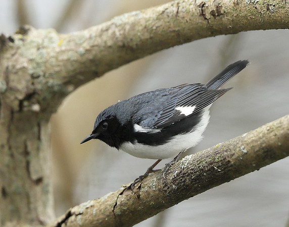 Black-throated Blue Warbler Setophaga caerulescens