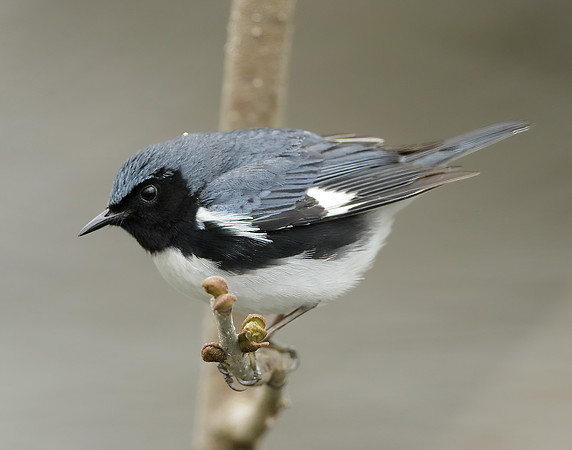 Black-throated Blue Warbler Setophaga caerulescens