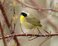 Common Yellowthroat Geothlypis trichas