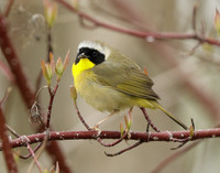 Common Yellowthroat Geothlypis trichas