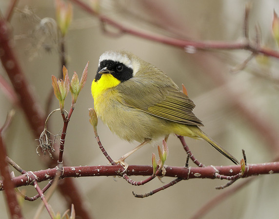 Common Yellowthroat Geothlypis trichas