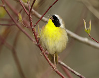 Common Yellowthroat Geothlypis trichas