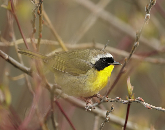 Common Yellowthroat Geothlypis trichas