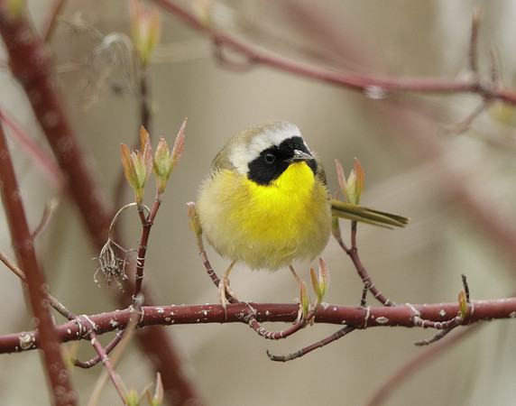 Common Yellowthroat Geothlypis trichas