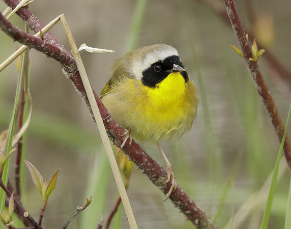Common Yellowthroat Geothlypis trichas
