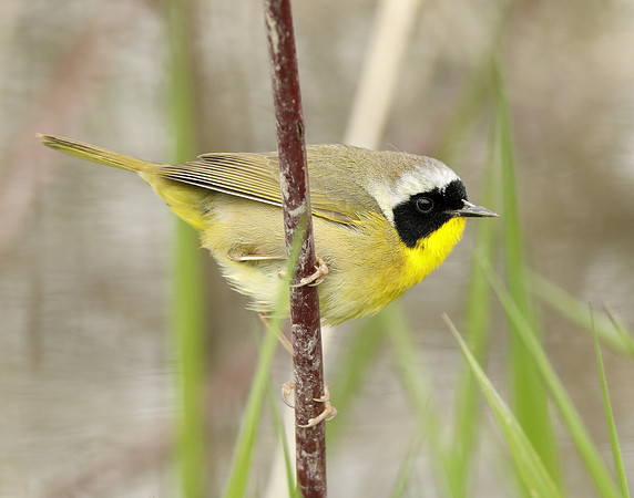 Common Yellowthroat Geothlypis trichas