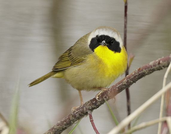 Common Yellowthroat Geothlypis trichas