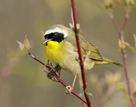 Common Yellowthroat Geothlypis trichas