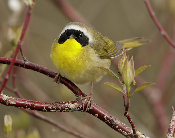 Common Yellowthroat Geothlypis trichas