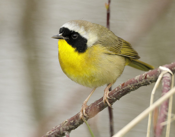 Common Yellowthroat Geothlypis trichas