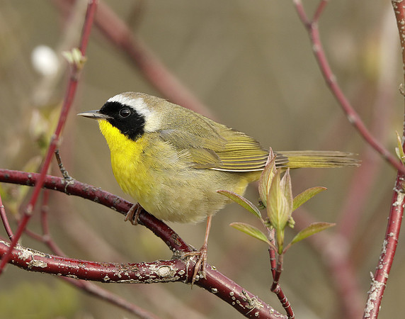 Common Yellowthroat Geothlypis trichas
