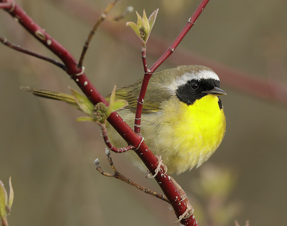 Common Yellowthroat Geothlypis trichas