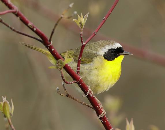 Common Yellowthroat Geothlypis trichas