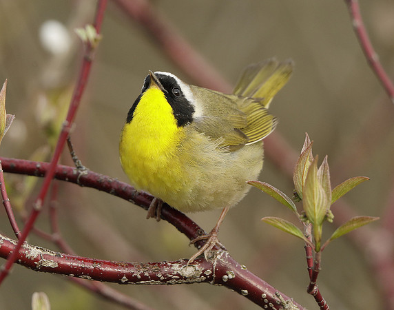 Common Yellowthroat Geothlypis trichas