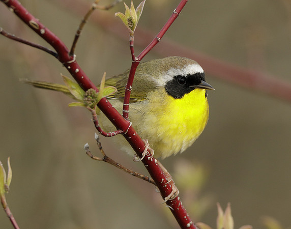 Common Yellowthroat Geothlypis trichas