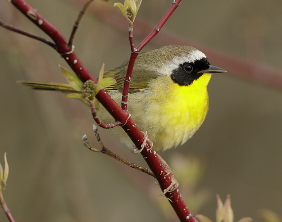Common Yellowthroat Geothlypis trichas