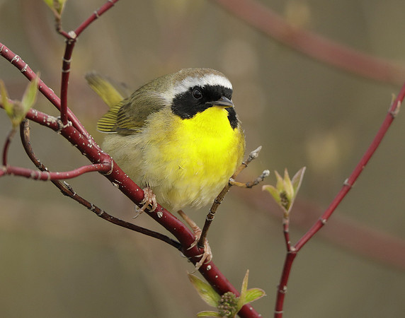 Common Yellowthroat Geothlypis trichas