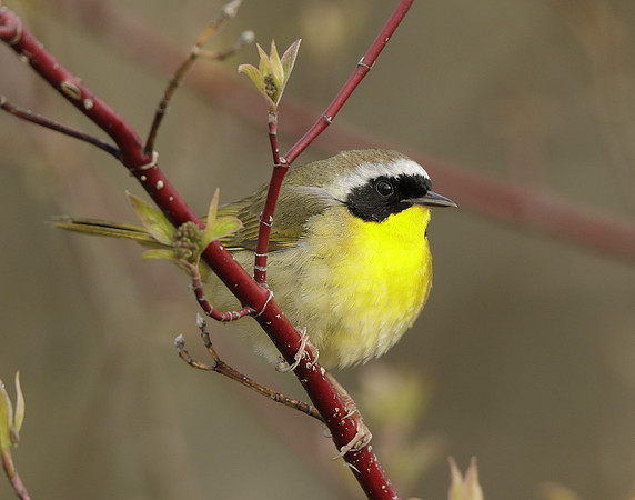 Common Yellowthroat Geothlypis trichas