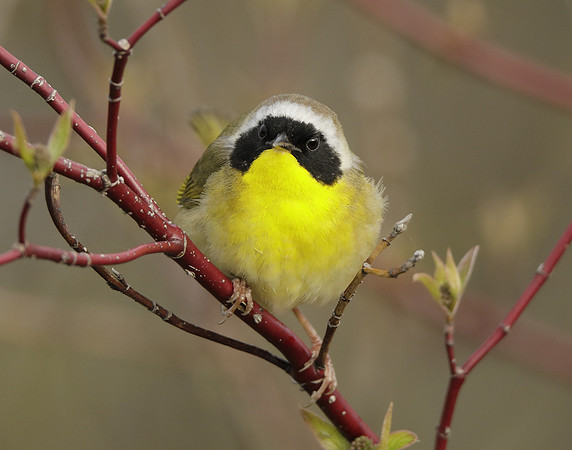 Common Yellowthroat Geothlypis trichas