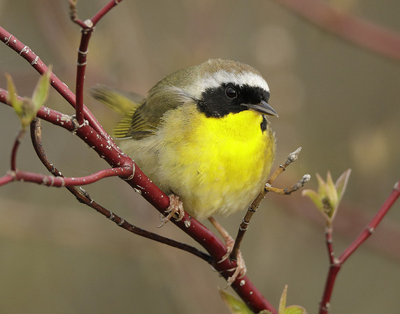 Common Yellowthroat Geothlypis trichas
