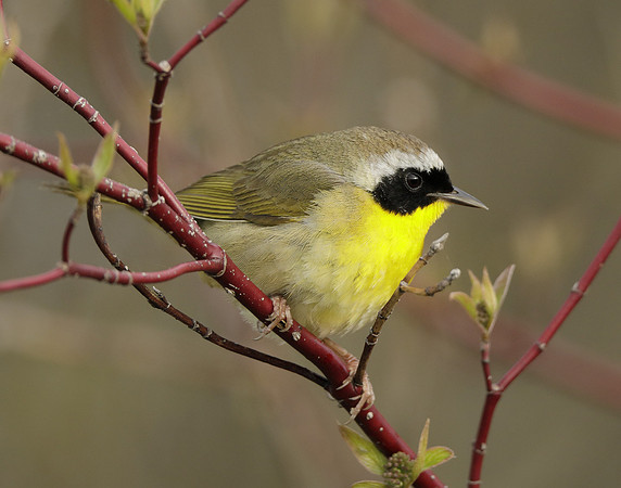 Common Yellowthroat Geothlypis trichas