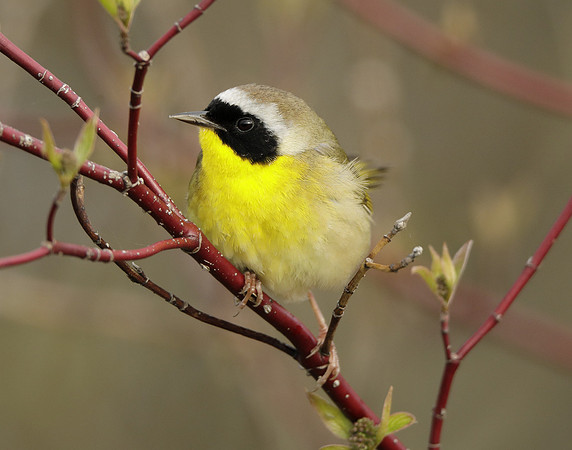 Common Yellowthroat Geothlypis trichas