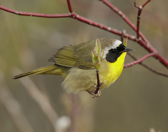 Common Yellowthroat Geothlypis trichas