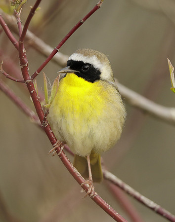 Common Yellowthroat Geothlypis trichas