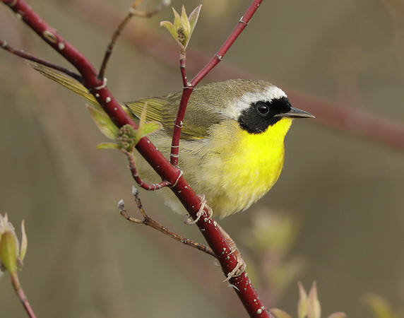 Common Yellowthroat Geothlypis trichas