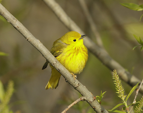 Yellow Warbler Setophaga petechia
