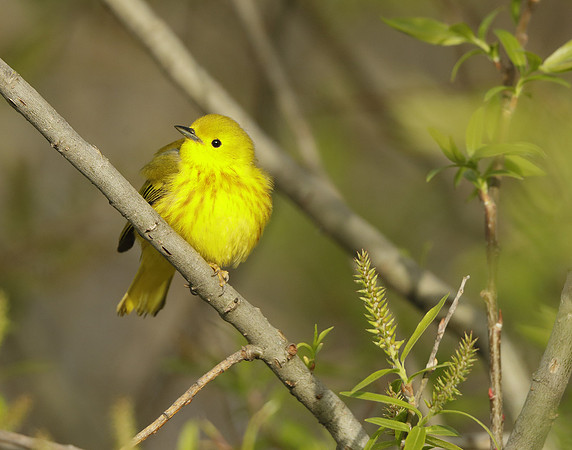 Yellow Warbler Setophaga petechia