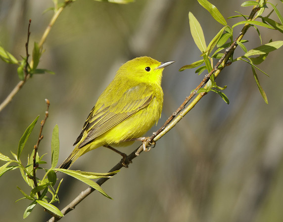Yellow Warbler Setophaga petechia