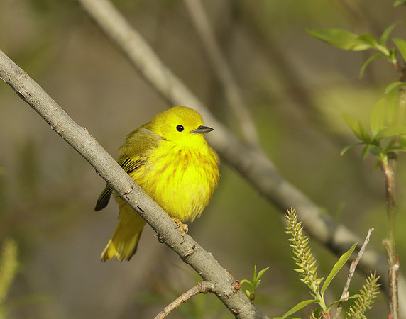 Yellow Warbler Setophaga petechia