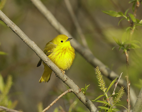 Yellow Warbler Setophaga petechia