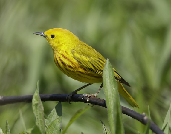Yellow Warbler Setophaga petechia
