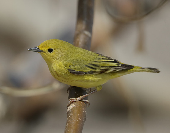 Yellow Warbler Setophaga petechia