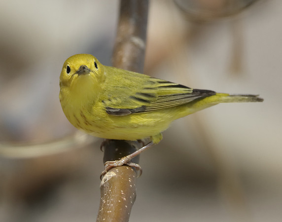 Yellow Warbler Setophaga petechia