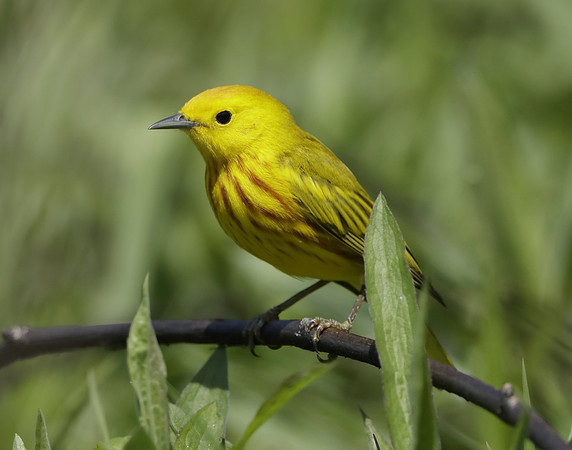 Yellow Warbler Setophaga petechia
