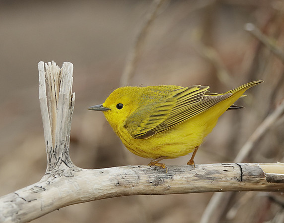 Yellow Warbler Setophaga petechia