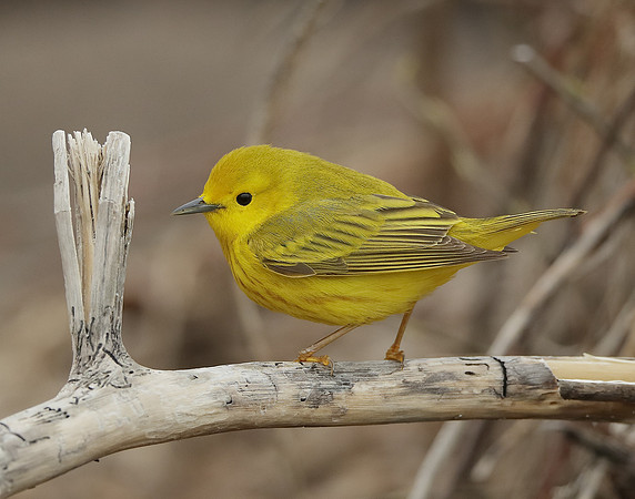 Yellow Warbler Setophaga petechia