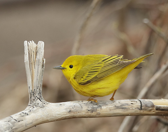 Yellow Warbler Setophaga petechia
