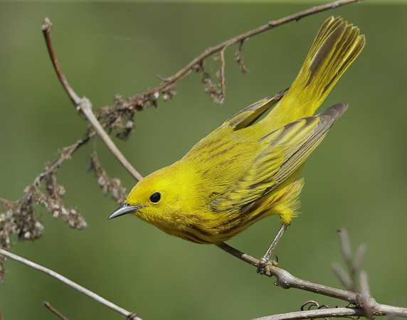 Yellow Warbler Setophaga petechia