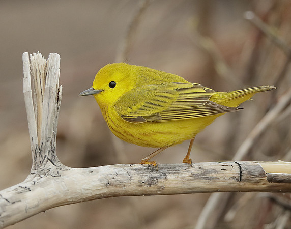 Yellow Warbler Setophaga petechia