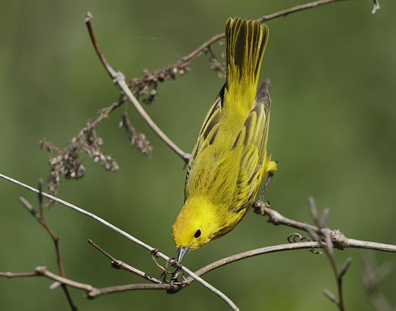 Yellow Warbler Setophaga petechia