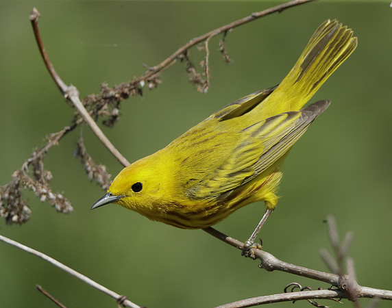 Yellow Warbler Setophaga petechia