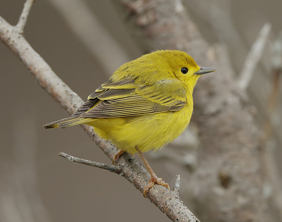 Yellow Warbler Setophaga petechia