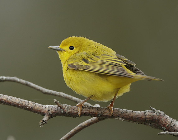 Yellow Warbler Setophaga petechia