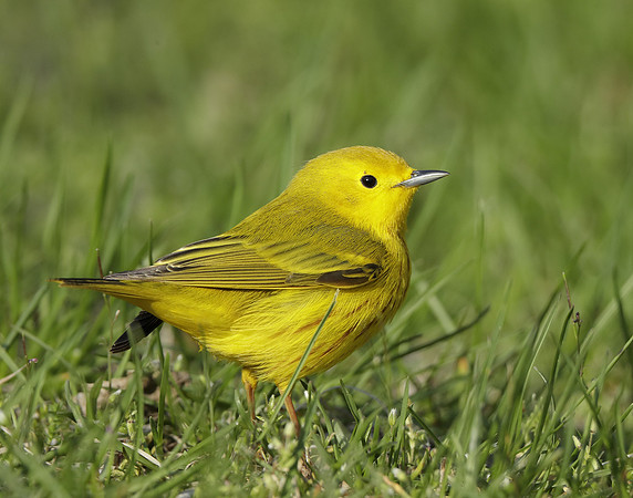 Yellow Warbler Setophaga petechia