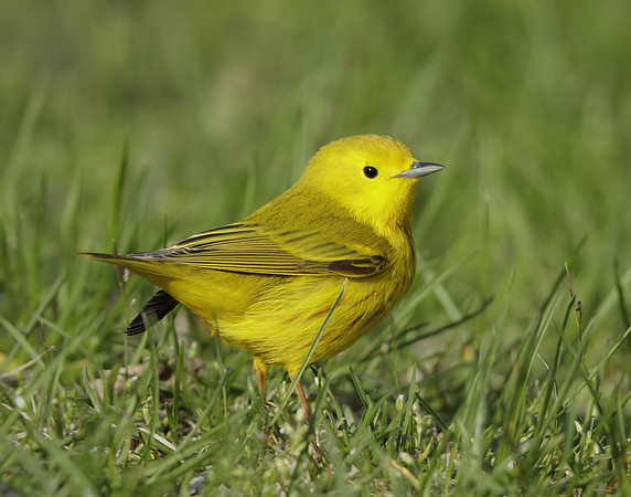 Yellow Warbler Setophaga petechia