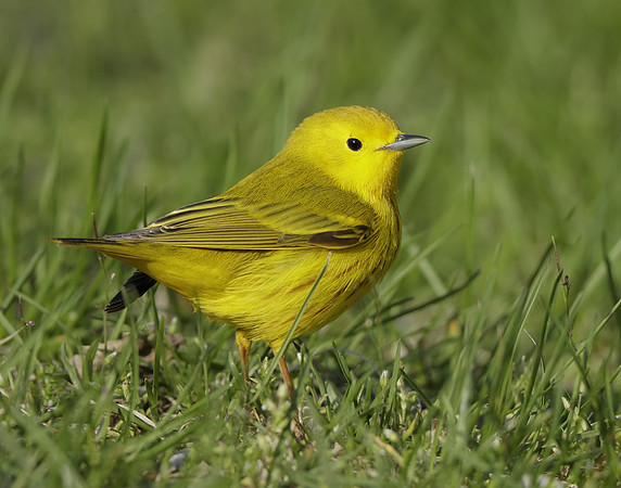 Yellow Warbler Setophaga petechia